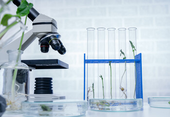 Genetically modified plant tested  .Ecology laboratory exploring new methods of plant breeding - 419961933