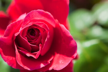 真っ赤なバラの花のクローズアップ	