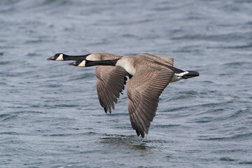 Canada Geese on thawing pond and flying over lake in early spring in overcast day and high winds