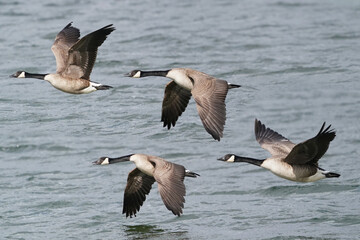 Canada Geese on thawing pond and flying over lake in early spring in overcast day and high winds