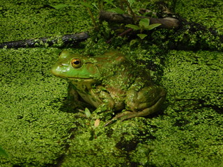 Frog in the Bog