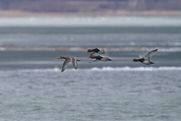 Redehead ducks, males and females flying over bay in high winds and overcast sky in early spring