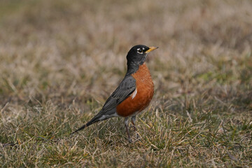 Fototapeta premium First robin of spring on grass in cold temperatures 