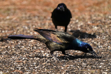 Common Grackle eating birdfeeder spills in Provincial park shining in early spring
