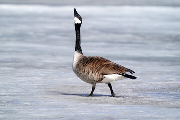 Canada Geese on thawing pond and flying over lake in early spring in overcast day and high winds