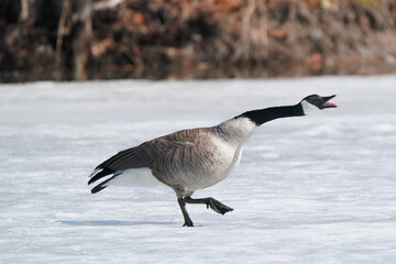 Canada Geese on thawing pond and flying over lake in early spring in overcast day and high winds