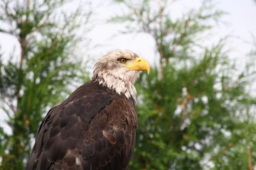 Foto op Plexiglas american bald eagle © Pia Jungblut