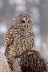 Barred owl, Strix varia, Montana.