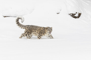 Snow leopard, Montana. © Danita Delimont