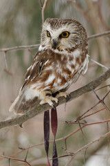 Northern saw-whet owl, Montana.