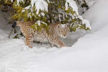 Siberian lynx in winter.