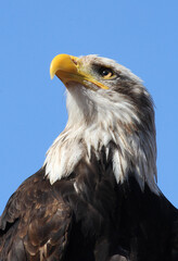 american bald eagle