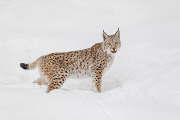 Siberian lynx in winter.
