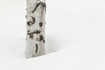 Single aspen tree trunk on snow covered hillside, Kalispell, Montana.