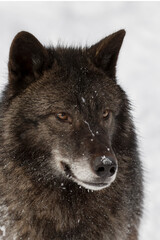 Naklejka premium Tundra wolf portrait.