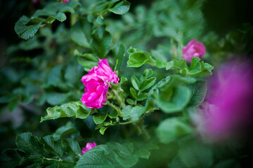 pink rose bush