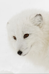 Arctic fox in winter coat on snow.
