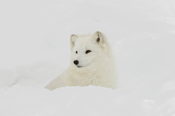 Obraz na płótnie Canvas Arctic fox in winter coat on snow.