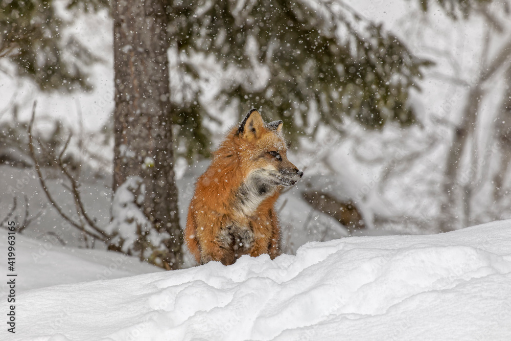 Sticker red fox in fresh winter snow, montana.