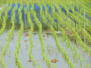 田植え