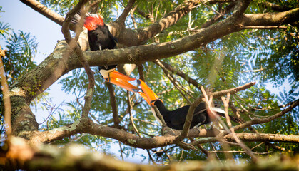 Tucanos beaking each other on a tree.