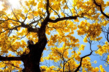 Yellow ipe tree from Brazil.