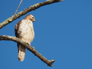 red tailed hawk looking at prey