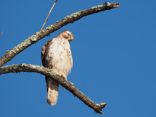 red tailed hawk with nictitating eye