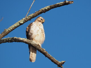 red tailed hawk looking at prey