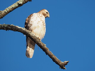 red tailed hawk looking at prey