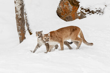 Adult female mountain lion with cub in winter.