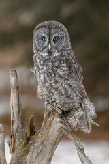 Great gray owl in winter, Montana.
