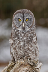 Great gray owl in winter, Montana.