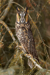 Long-eared owl, Asio otus in winter, Montana.