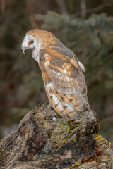 Barn owl, Montana.