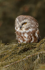 Northern saw-whet owl, Montana.