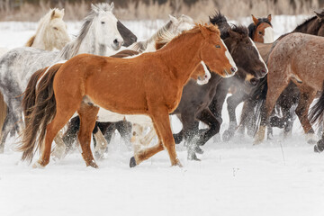 Herd of rodeo horses running through meadow in winter, Kalispell, Montana.