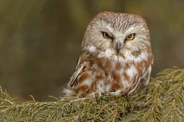 Northern saw-whet owl, Montana.