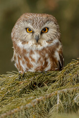 Northern saw-whet owl, Montana.