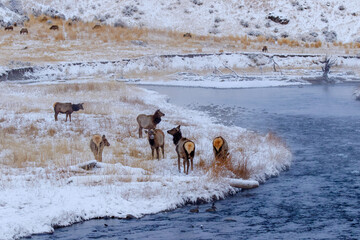 Female elk or wapiti in winter, Yellowstone National Park, Wyoming, Montana.