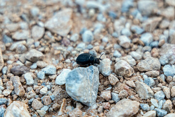 Beetle between rocks