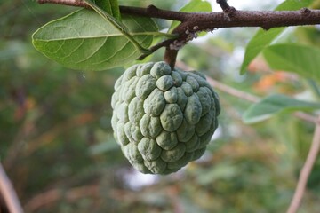 fresh green sugar apple fruit in nature garden