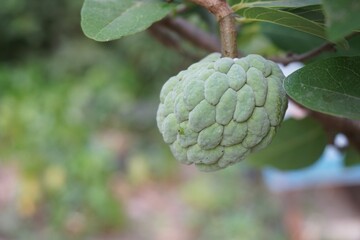 fresh green sugar apple fruit in nature garden