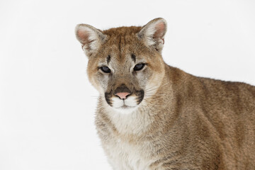 Mountain lion in winter snow, Montana.