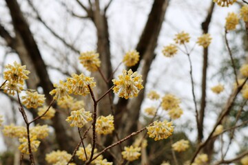 春の黄色い花　ダンコウバイ