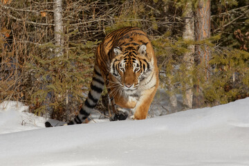 Siberian tiger in snow, Montana.