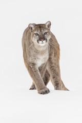 Mountain lion in winter snow, Montana.