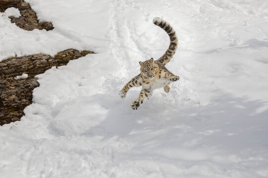 Snow leopard leaping after prey, Montana.