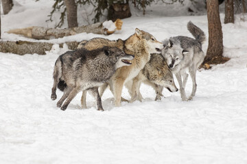 Tundra wolves exhibiting pack dominance behavior in winter, Montana.