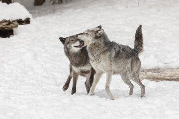 Tundra wolves exhibiting pack dominance behavior in winter, Montana.